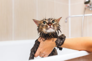 Se você decidir dar banho de banheira em seu gato em casa, é importante seguir alguns passos para tornar o processo mais tranquilo para você e seu gato