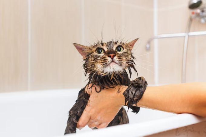 5 passos para dar banho de banheira em seu gato em casa