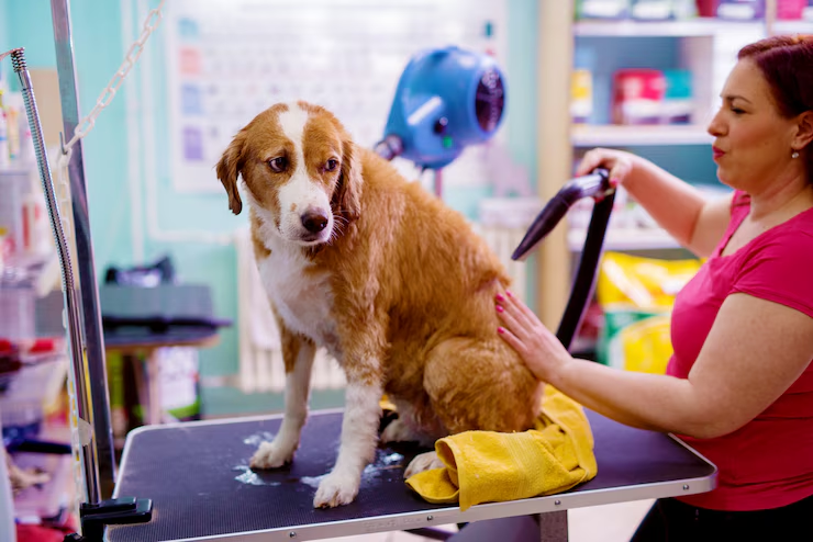 Dicas para escolher o melhor pet shop da região